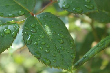 yeşil yapraklar, bitkiler ve yapraklar