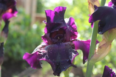 Bahçedeki süsen çiçekleri