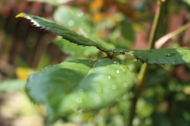 yeşil yapraklar, bitkiler ve yapraklar