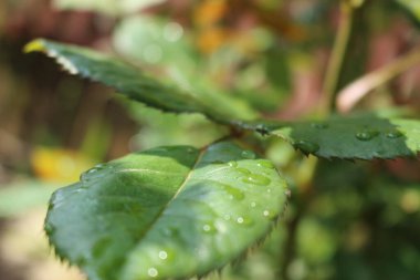 Doğada güzel yeşil yapraklar