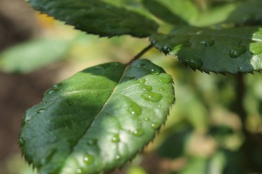 Yaprağın üzerine su damlası