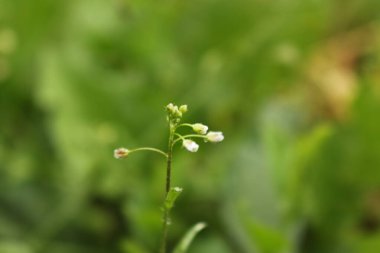 Bahçedeki güzel çiçekler