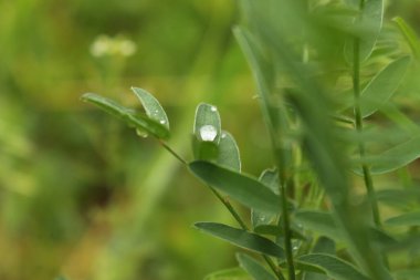 Bahçedeki yeşil çimenler