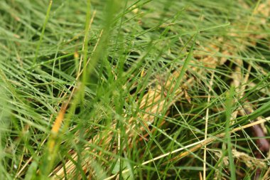 Ormanda yeşil çimenler