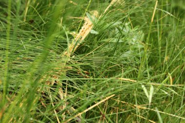 Ormanda yeşil yapraklar