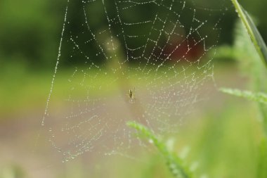 Çiğ taneli bir ağda çiğ tanesi