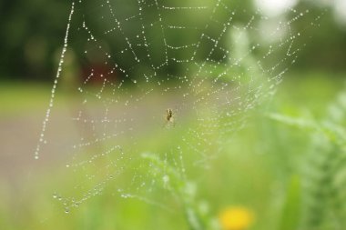 Sabah çimlerin üzerine çiğ damlaları damlayan örümcek ağı.
