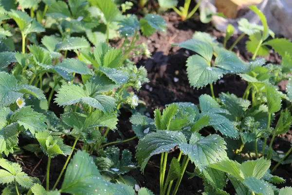 Bahçedeki çilek çiçekleri