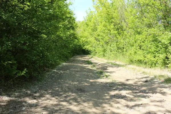 Ormanda yeşil ağaçlar.