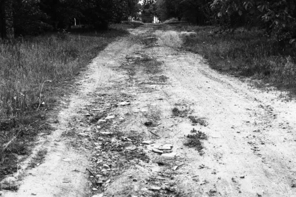 Ormandaki toprak bir yolun siyah beyaz fotoğrafı, yaz zamanı.