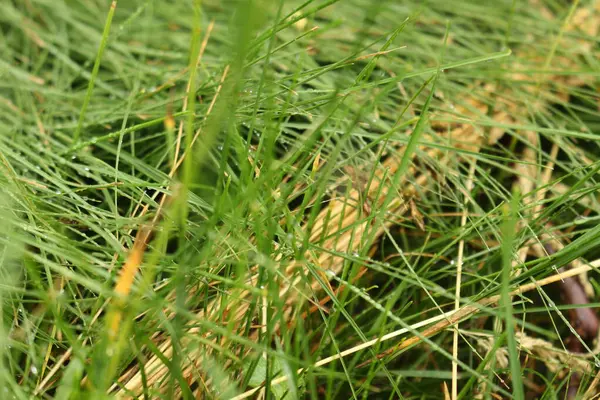 Ormanda yeşil çimenler