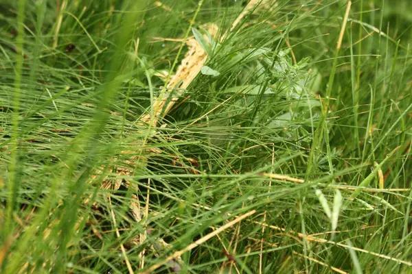 Ormanda yeşil yapraklar