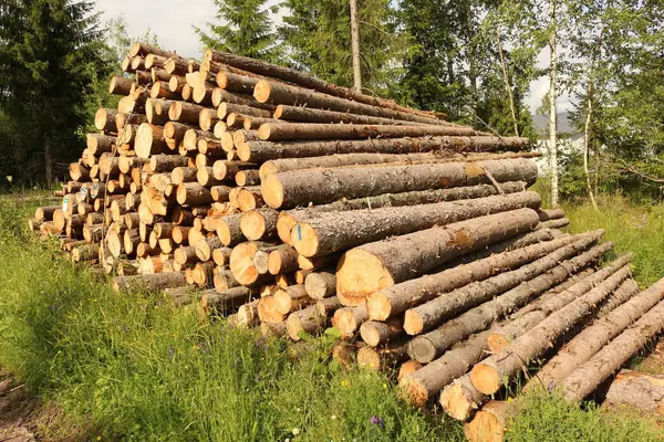 Ormanda odun yığını