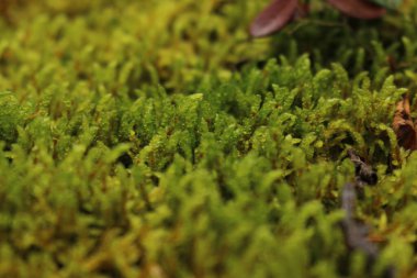 Yeşil arkaplanda yosun