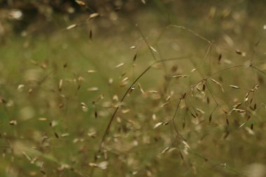 Ormanda yeşil çimenler