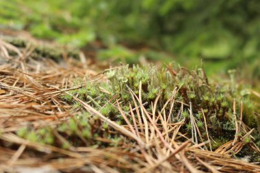 Yerdeki yeşil yosunların yakın görüntüsü