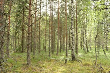 Güzel çam ormanı. Yaz manzarası