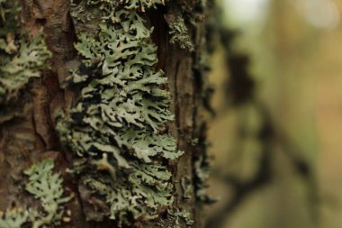 Ağaç kabuğundaki yosunları kapat