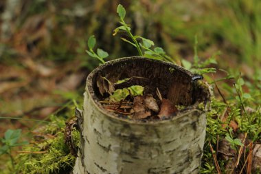 ormandaki bir güdük