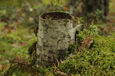 huş ağacı kabuğu orman zemininde