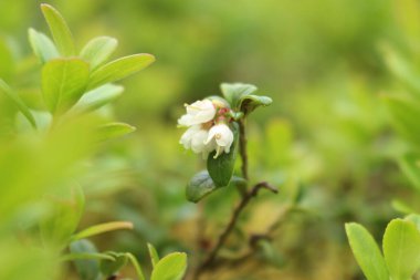 Bahçede yeşil yapraklar