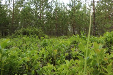 Baharda Yeşil Orman