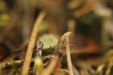 Ormanda genç bir kadının yakın çekimi.