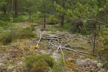 Ormanda çam iğneleri.