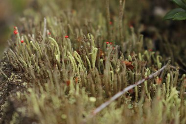 Güzel botanik fotoğrafı, doğal duvar kağıdı.