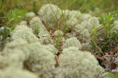 Bir çam ağacının yosunu ve yosunu