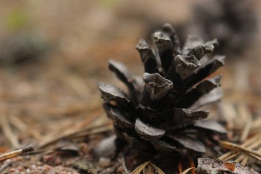 Çam iğnelerinin arka planında çam kozalağı.