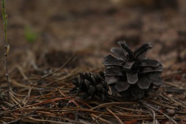 Ağaçtaki çam kozalakları