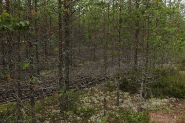 Ormandaki çam ormanının güzel bir görüntüsü.