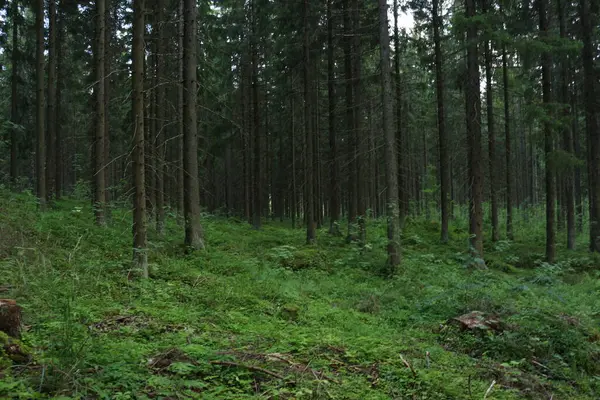 Güzel yeşil orman Yazın uzun ağaçlarla