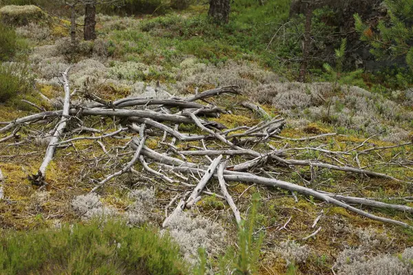 Karpat Dağları 'ndaki bir dağın ormanı