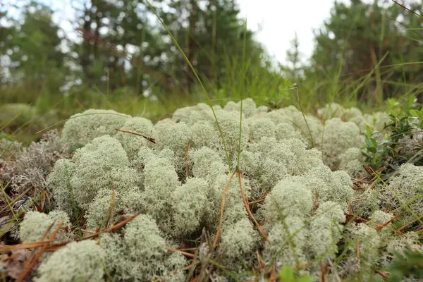 Ormanda yosun yetişiyor.