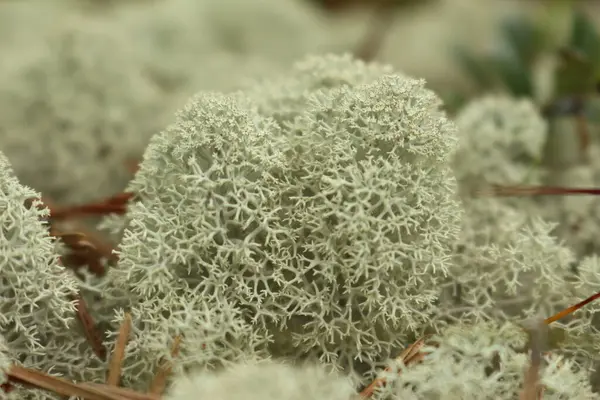 Güzel botanik fotoğrafı, doğal duvar kağıdı.