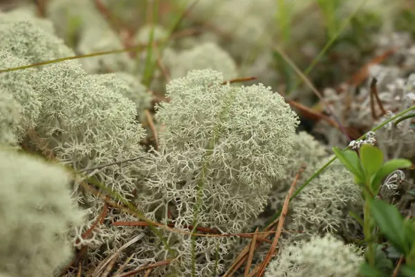 Bahçedeki güzel çiçekler