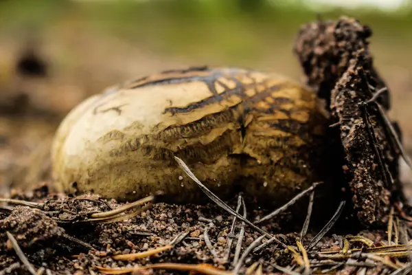 Ormandaki mantarların yakın görüntüsü