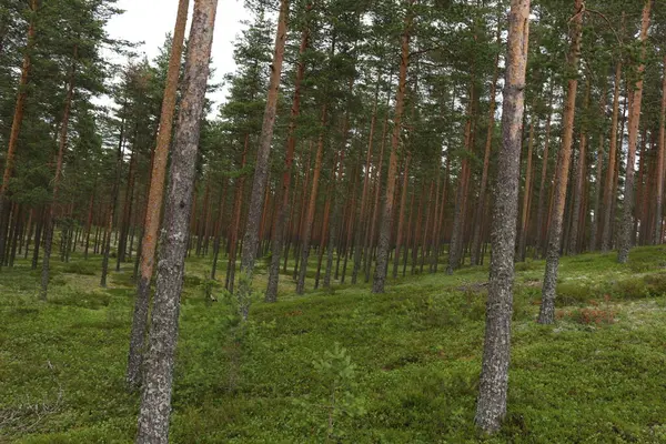 Güneşli bir günde bir çam ormanı.