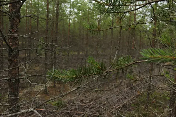 Sabahın erken saatlerinde çam ormanı. Bahar mevsimi.