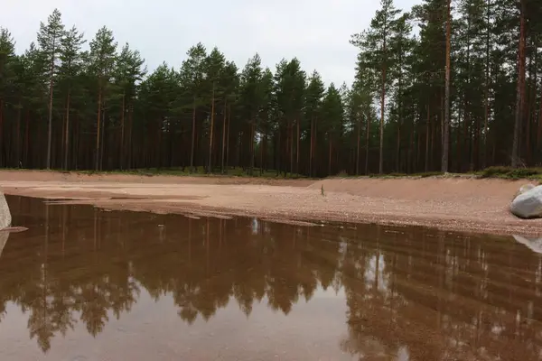 Baltık Denizi 'nin kum tepeleri
