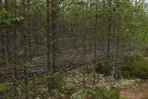 Ormandaki çam ormanının güzel bir görüntüsü.