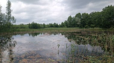 Ormanda nehri olan güzel bir manzara.