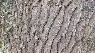 ağaç kabuğu dokusu arkaplanı