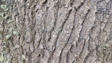 Ağaç kabuğu, doğal arka plan.