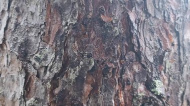 ağaç kabuğu dokusu arkaplanı