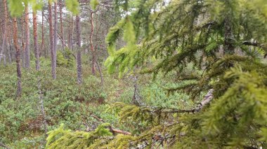 Dağlardaki güzel orman