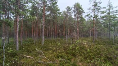 Sabahları çam ağaçları ve orman
