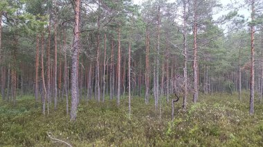 Gündüz vakti ormandaki çam ağaçlarının dikey görüntüsü.